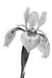 Siberian Iris Black and White